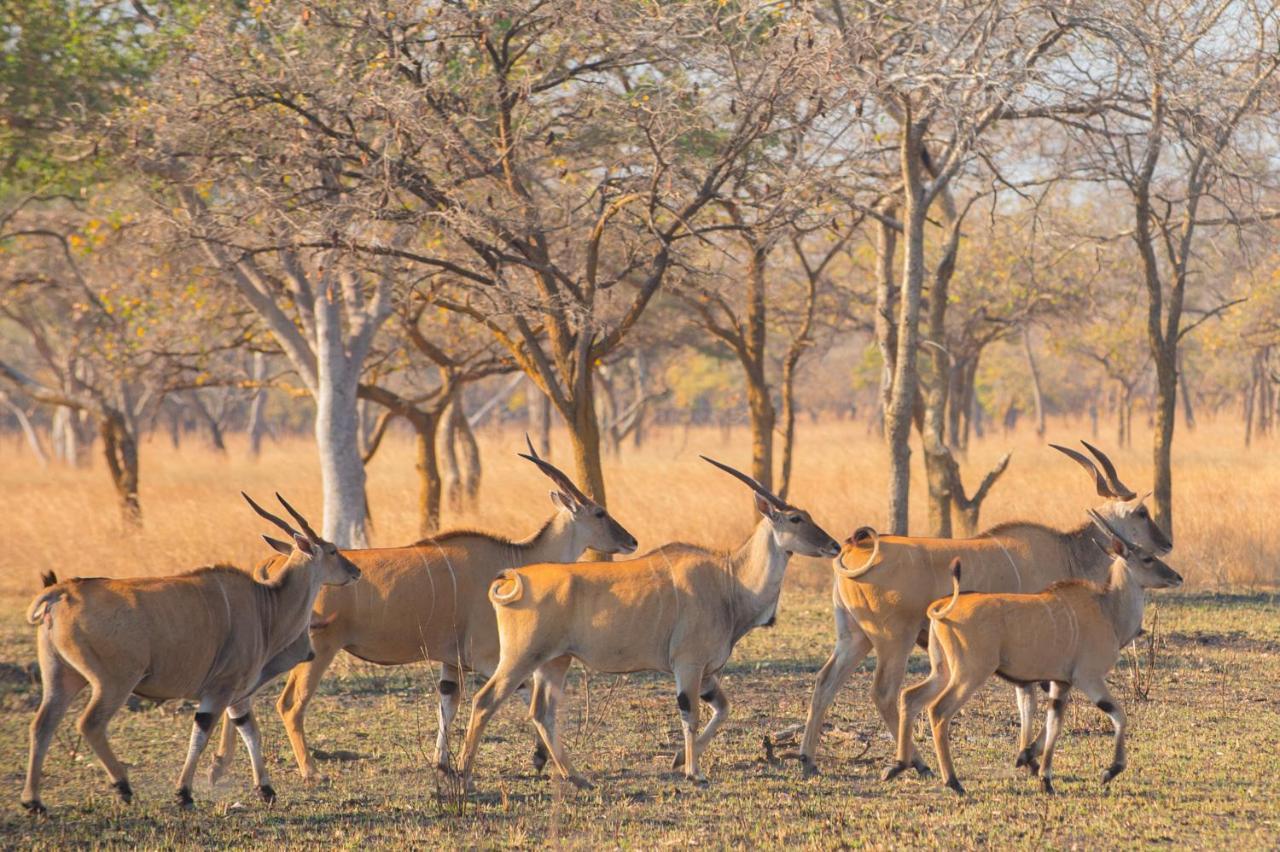 Lilayi Lodge Lusaka Kültér fotó